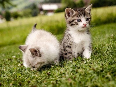 Holiday apartment AlpenglÃ¼hen Schranzlhof - Outdoor photo 9