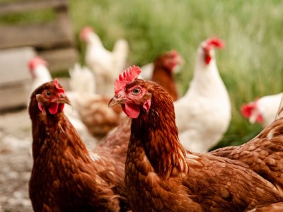 Holiday apartment AlpenglÃ¼hen Schranzlhof - Outdoor photo 11