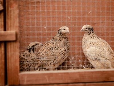 Holiday apartment AlpenglÃ¼hen Schranzlhof - Outdoor photo 12