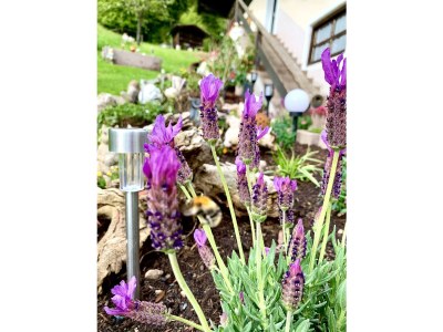 Apartment Ferienhaus, Dusche und Bad, WC, 3 Schlafräume - Features photo 29