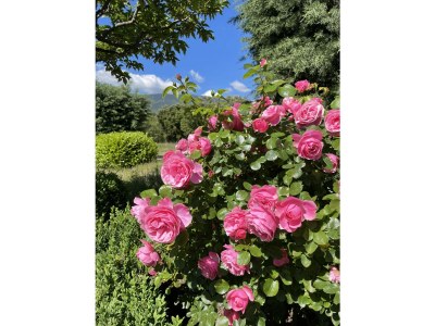 Holiday apartment Cerisiers - Rosiers - Outdoor photo 11