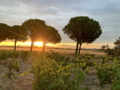 Holiday apartment Cerisiers - Rosiers - Environment photo 37