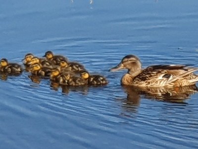 Holiday house Buitenplaats 109 - Environment photo 21