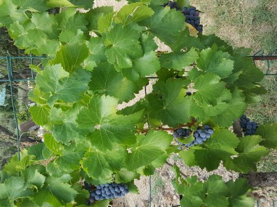 Apartment Carpe Diem - Outdoor photo 12