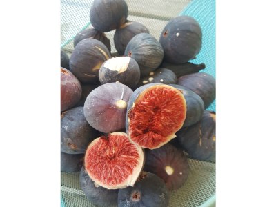 Apartment Carpe Diem - Outdoor photo 13