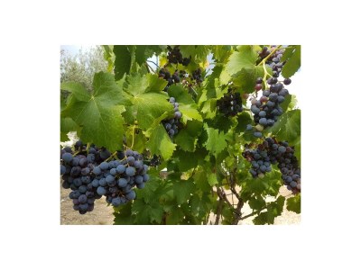 Apartment Carpe Diem - Outdoor photo 20