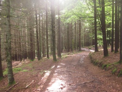 Holiday house The Pond House (la Maison des Etangs) - Environment photo 20