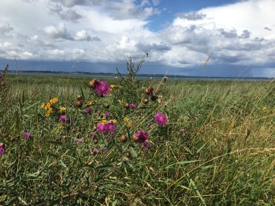 Holiday house "Ole's Seekiste" - Environment photo 23