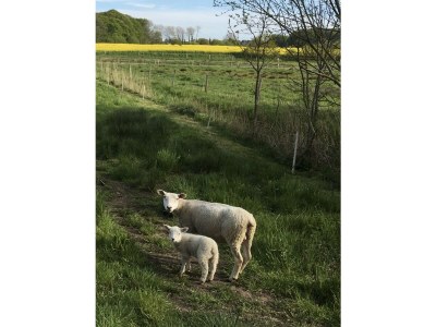 Holiday house "Ole's Seekiste" - Environment photo 26