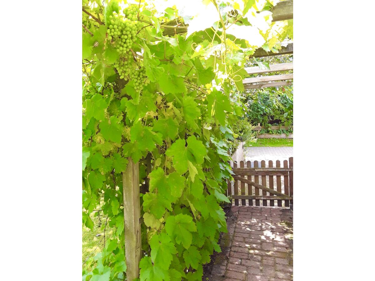 Holiday apartment Ferienwohnung Heidesee - Outdoor photo 5