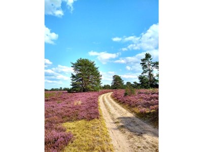 Holiday apartment Ferienwohnung Heidesee - Environment photo 17