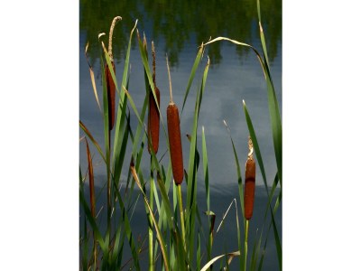 Holiday apartment Ferienwohnung Heidesee - Environment photo 18