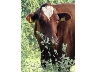 Holiday house Eifelblick Schneifel - Environment photo 34