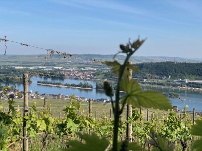 Apartment Apartment ruby - Weingut werk2 - Environment photo 15