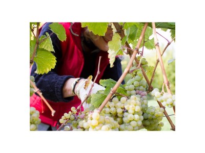 Apartment Apartment ruby - Weingut werk2 - Environment photo 20