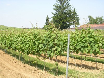 Holiday apartment Keßler - Environment photo 18