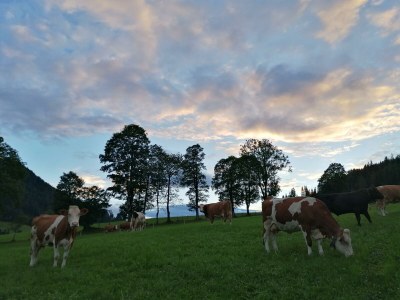 Apartment Appartement Salvenstüberl - Outdoor photo 8