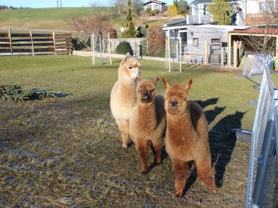 Holiday house Huber's holiday home 1 - Outdoor photo 15