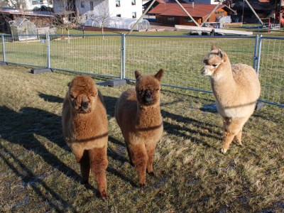 Holiday house Huber's holiday home 1 - Outdoor photo 16