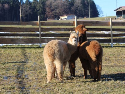Holiday house Huber's holiday home 1 - Outdoor photo 17
