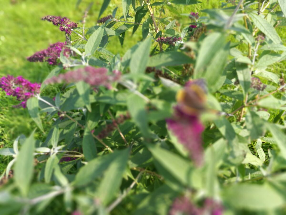 Holiday apartment Wachter - Outdoor photo 4
