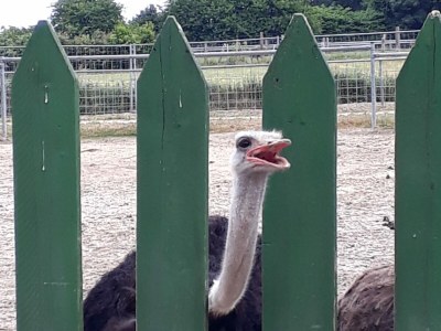 Holiday apartment Wachter - Environment photo 13