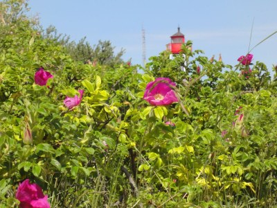 Holiday apartment Hohe Düne - Environment photo 20