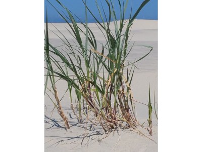 Holiday apartment Hohe Düne - Environment photo 23