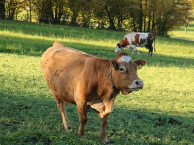 Apartment Appartement/Fewo, "die LACKIEREREI" - Outdoor photo 37