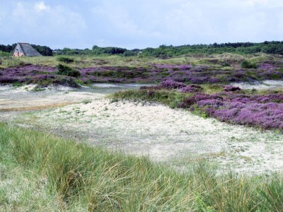 Holiday house "Texel" - Environment photo 10