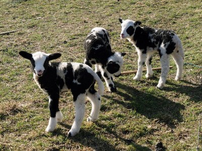 Holiday house "Texel" - Environment photo 14