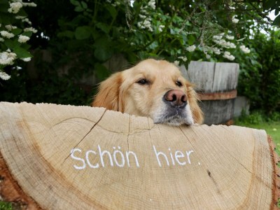 Apartment 6-Bett-Ferienwohnung EifelBleibe - Outdoor photo 45