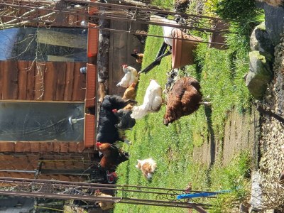 Apartment 4-Bett-Ferienwohnung Franziska - Outdoor photo 16