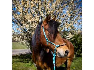 Apartment Ferienhaus "Adler" für 6 Personen, Erdgeschoß - Outdoor photo 16