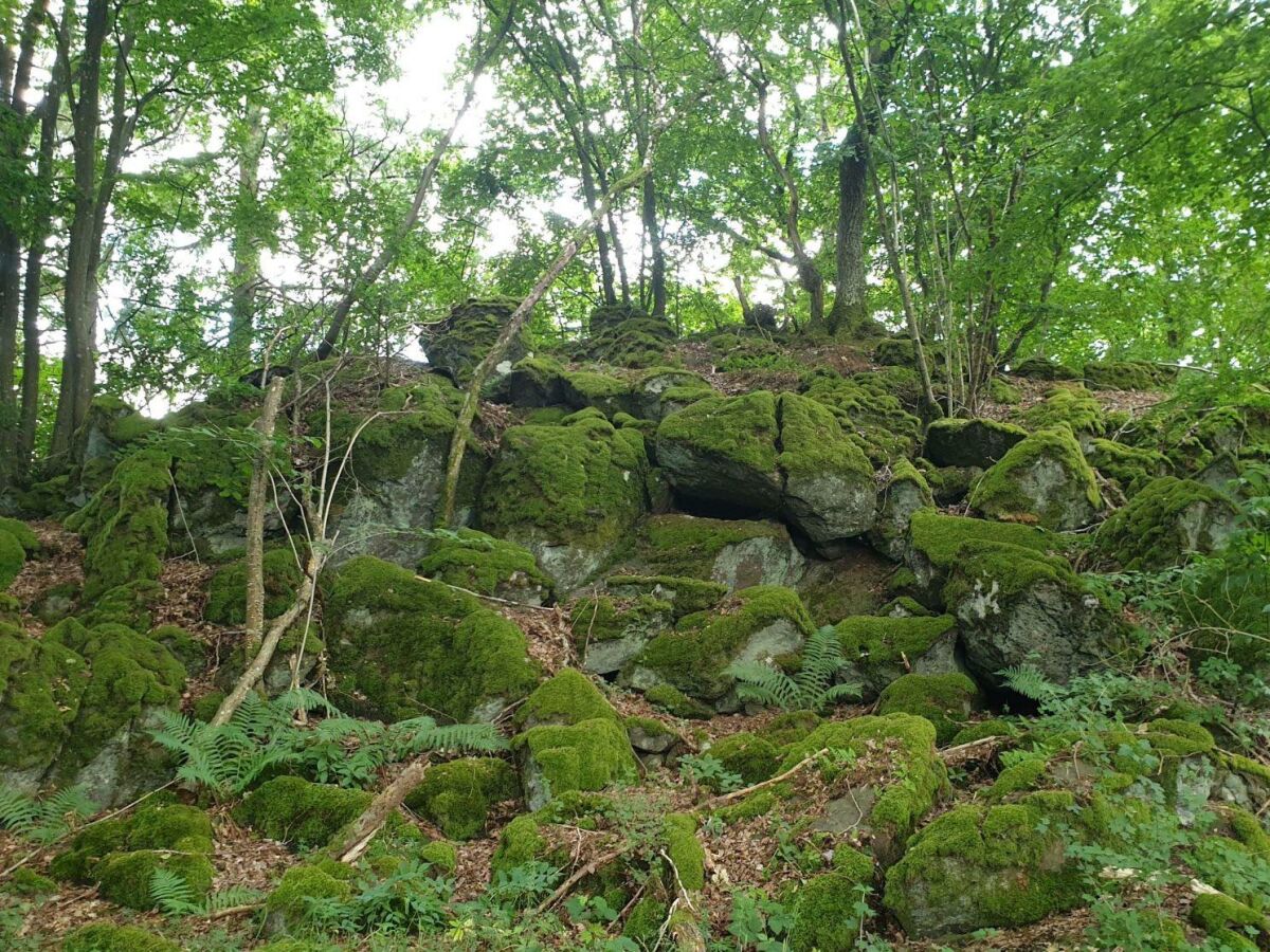 Apartment 2-Bett-Ferienwohnung Tellerley - Outdoor photo 4