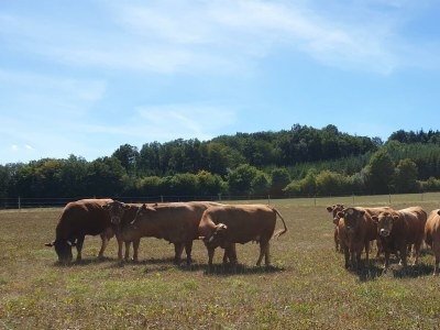 Apartment 2-Bett-Ferienwohnung Aarley - Outdoor photo 9