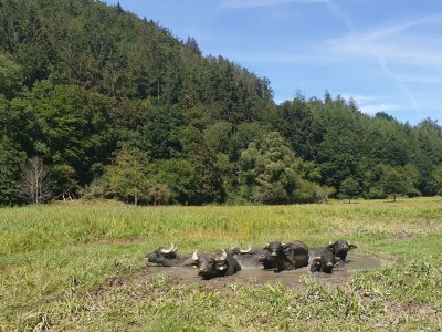 Apartment 2-Bett-Ferienwohnung Aarley - Outdoor photo 31