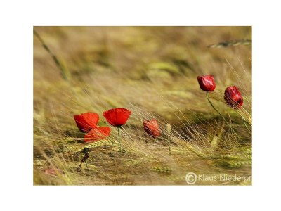 Apartment 2-Bett-Ferienwohnung  Du/WC bis max. 4 Personen - Environment photo 29