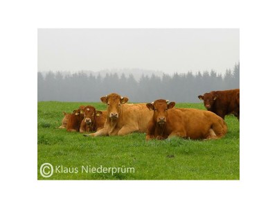 Apartment 2-Bett-Ferienwohnung  Du/WC bis max. 4 Personen - Environment photo 30