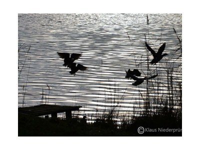 Apartment 2-Bett-Ferienwohnung  Du/WC bis max. 4 Personen - Environment photo 31