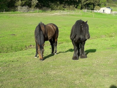 Apartment 4-Bett-Ferienw. am Lieserpfad Du/WC, 2 Schlafzi. - Features photo 34