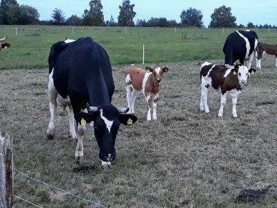 Apartment 3-Bett-Ferienwohnung Dusche/WC, 2 Schlafräume - Outdoor photo 26