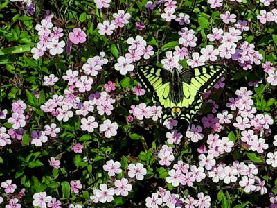 Apartment 3-Bett-Ferienwohnung Dusche/WC, 2 Schlafräume - Outdoor photo 29