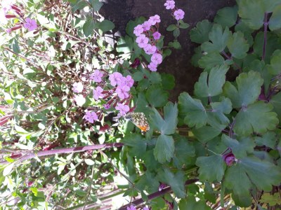 Apartment 3-Bett-Ferienwohnung Dusche/WC, 2 Schlafräume - Outdoor photo 34