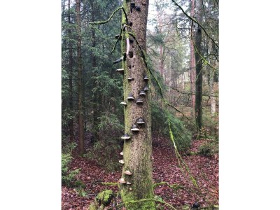 Apartment 10-Bett-Haus Schneider Kätchen - Features photo 49