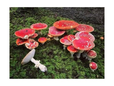 Apartment 10-Bett-Haus Schneider Kätchen - Features photo 50