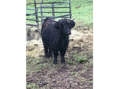 Apartment 10-Bett-Haus Schneider Kätchen - Features photo 52