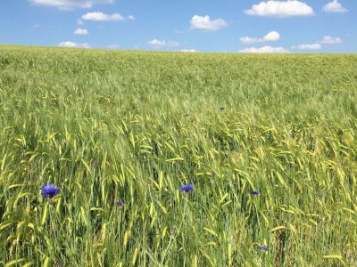 Apartment 4-Bett Ferienwohnung Maarstube, 1 Schlafraum - Outdoor photo 45