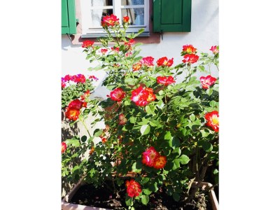 Apartment 4-Bettwohnung - Outdoor photo 7