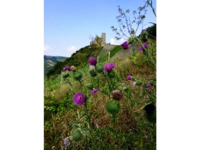 Apartment 4-Bettwohnung - Outdoor photo 19